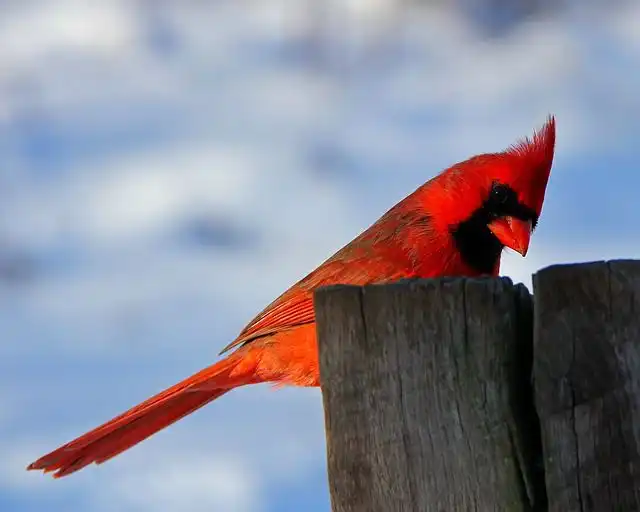 Image of Cardinal
