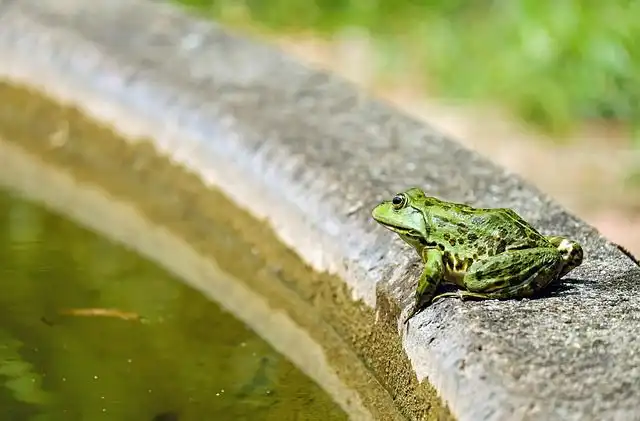 Image of Frog