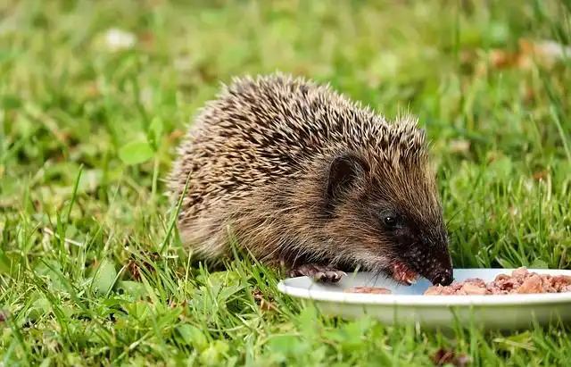 Image of Hedgehog