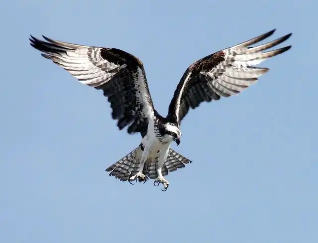Image of Osprey