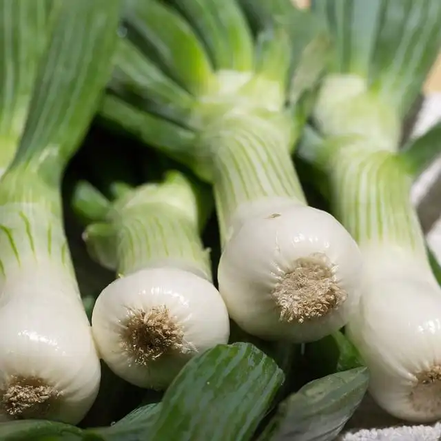 Image of Scallion