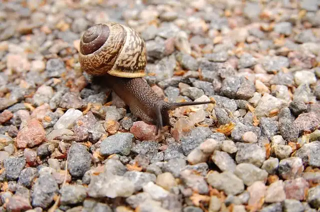 Image of Snail
