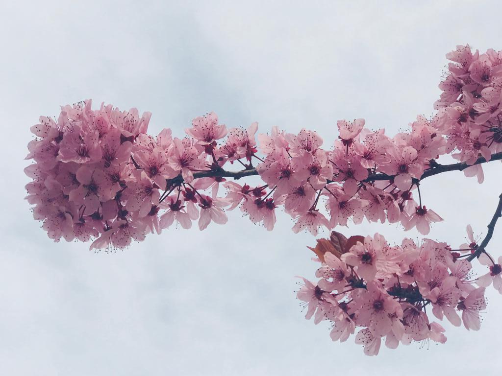 Blossom Dream Interpretation Blossom Dream Meanings