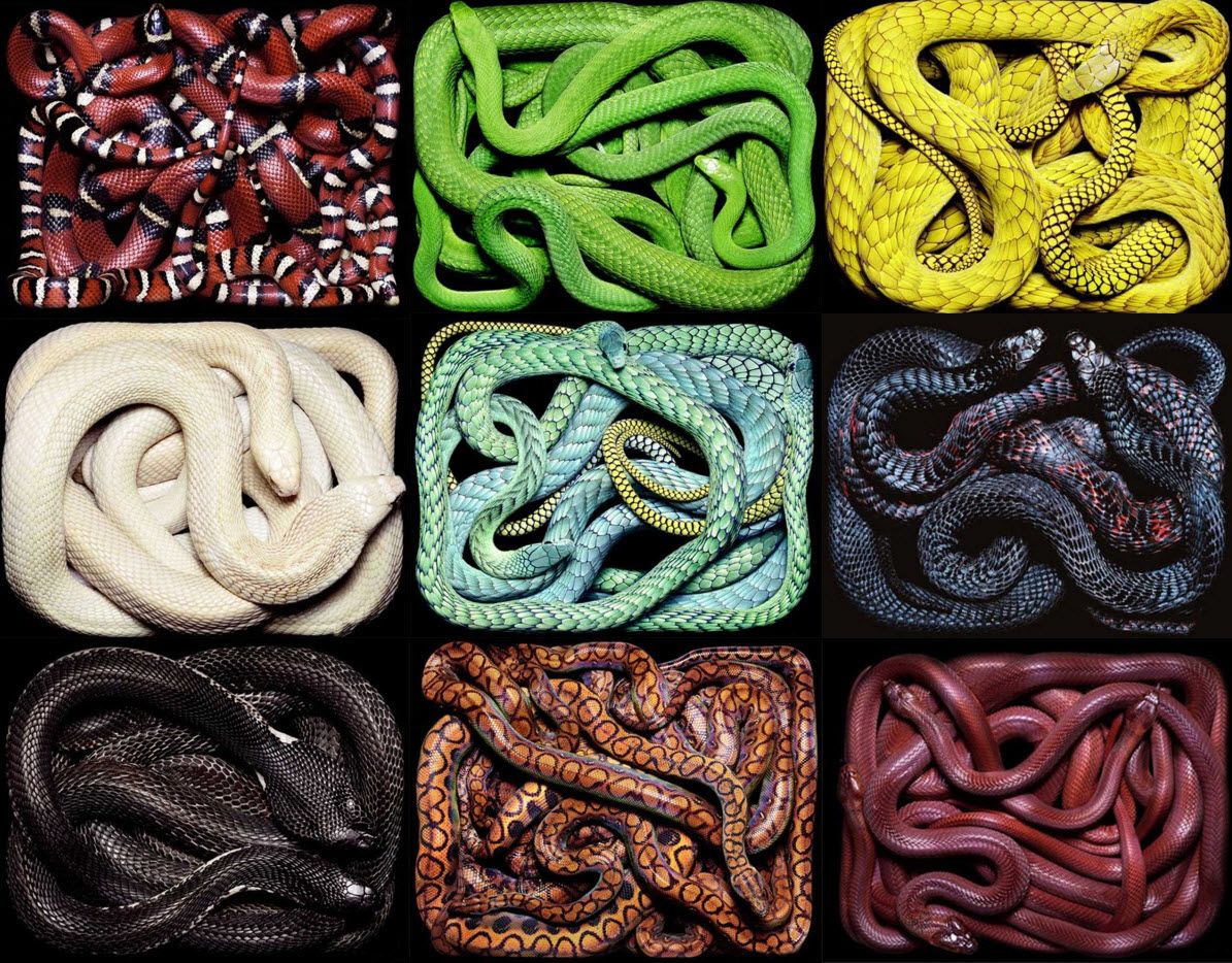 snake-colors