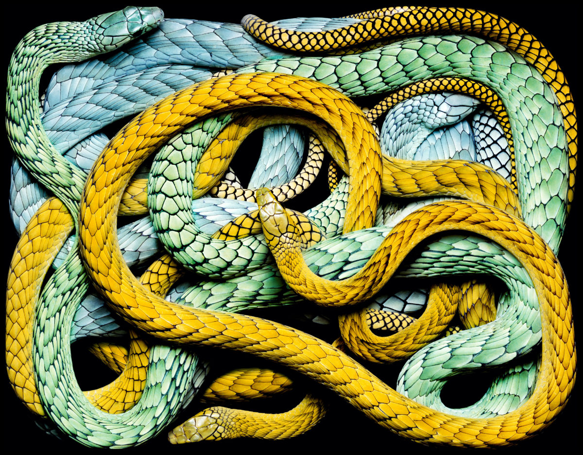 Dream Image for Snake-snakes snake-snakes