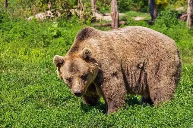 bears image