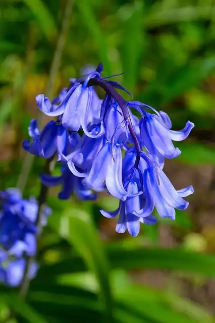 bluebell image