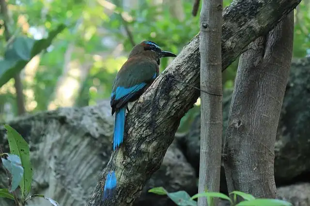 bluebird image
