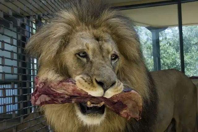 eating-lion-meat image
