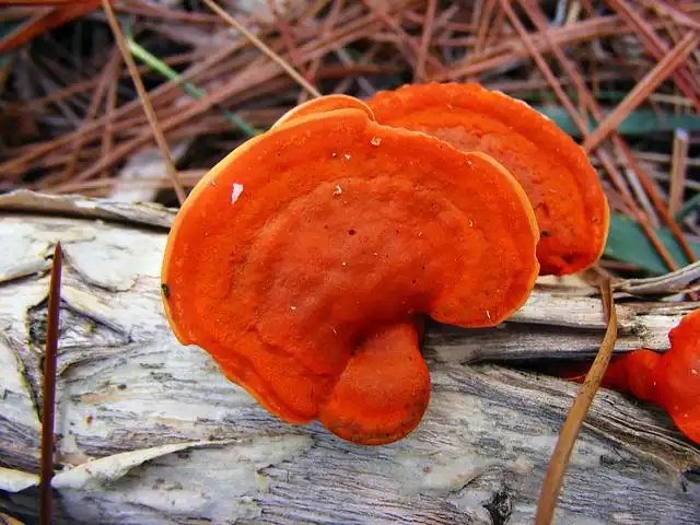 fungus image