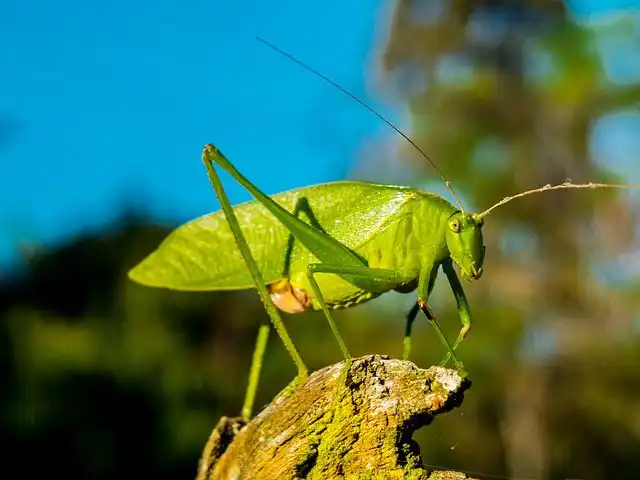 grasshopper image