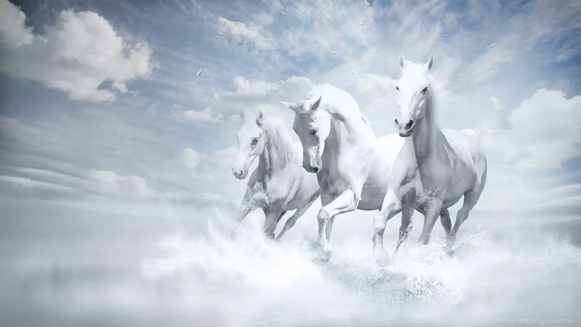 horse-horses image