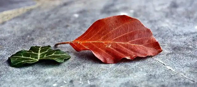 leaves image