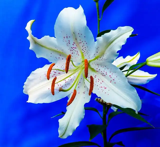lily image