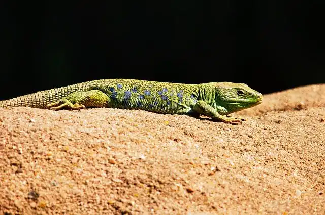 lizard image