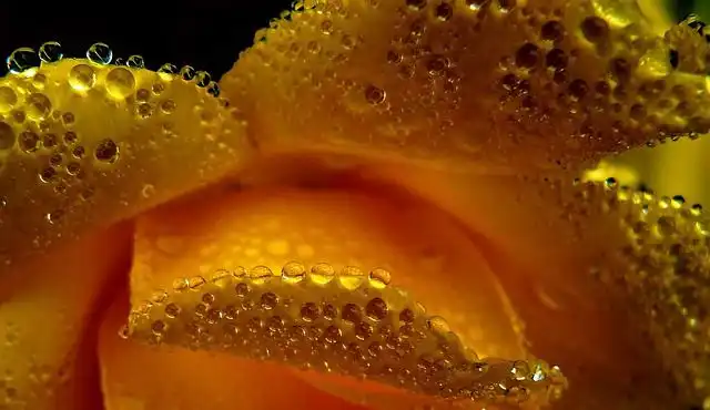 orange-blossom-water image
