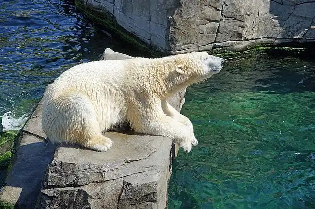 polar-bear image