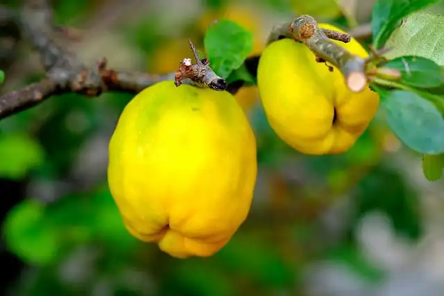 quince image