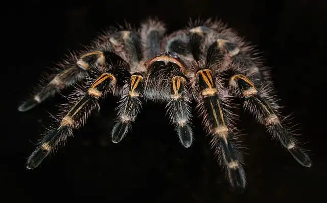 spiders image